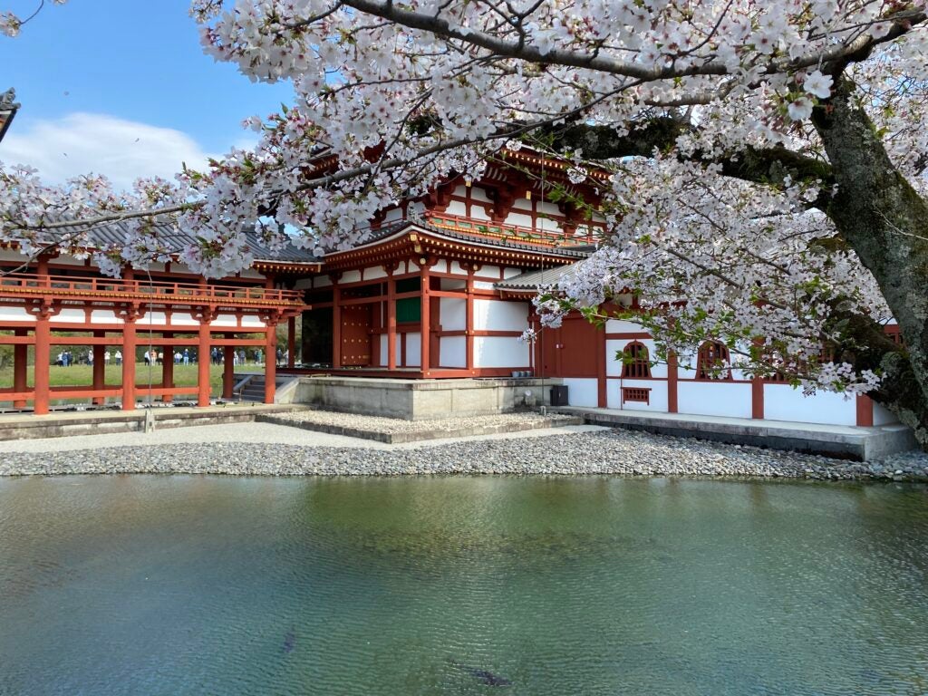Cherry blossoms bloom outside Byōdo-in Temple in Uji, Japan.